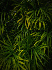 palm leaf pattern on black background