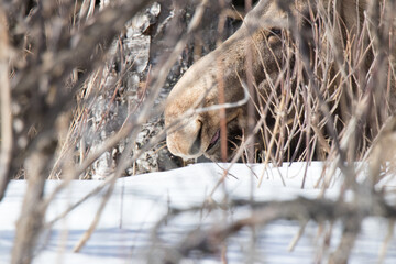 moose face hiding in the brush