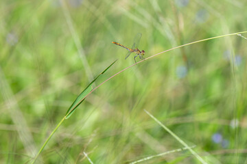 dragonfly on long green grass stalk stem, macro closeup close detail, copy space, single isolated,...