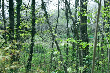 spring in the forest