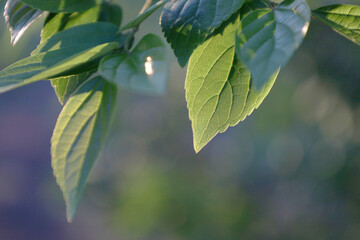 green leaves 