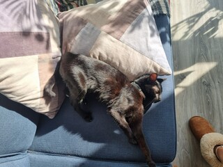 Persefone Cat laying in a sofa