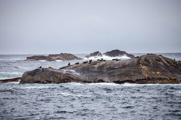 Group of seals on colorful stone rocks, seascape in a fjord in cloudy weather, Doutful Sound Fiord, New Zealand