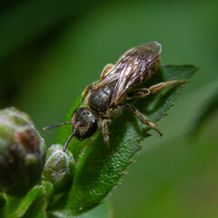 Sweat Bee (Halictidae)