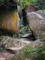 Obraz premium A Tranquil Path Through the Enchanted Forest in Hong Kong 