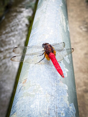 Vivid Red Dragonfly Resting on a Weathered Railing