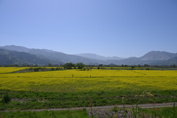 長野県飯山市の菜の花公園の菜の花公園畑の景色