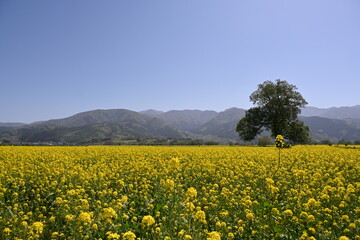 長野県飯山市の菜の花公園の菜の花畑と山々と青空の風景