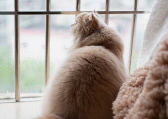 The yellow British longhair cat looked at the birds singing outside the window, with a little...