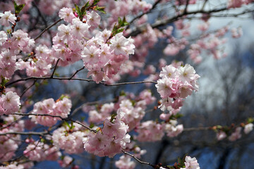 Blooming flowers of sacura (Japanese cherry) on branches