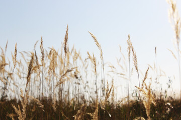 Colorful sunset or sunrise background. Silhouette of branches of dry grass on the field. Fluffy spikelets of dry grass. Blades of grass sway in the wind. Spikelets, panicles of dry grass. Close-up,
