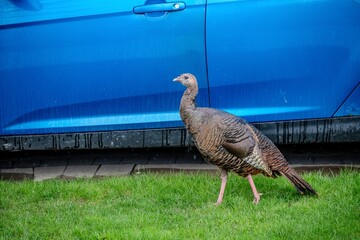 Wild female turkey walking near a blue car at the residential house front yard. Environment and...