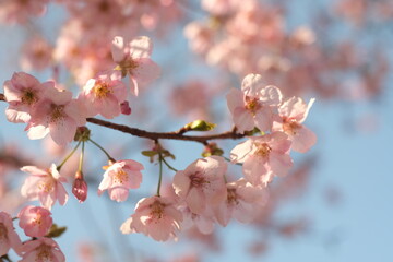 blossom in spring