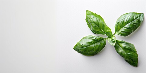 Basil leaf atop a blank surface.