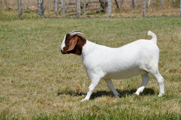 Female Boer goat walking in the green pastures of the farm