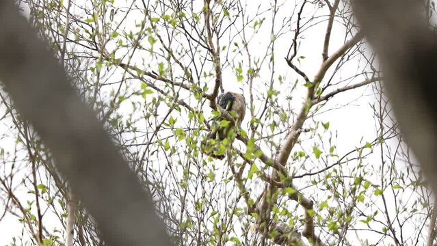 The northern hawk-cuckoo, rufous hawk-cuckoo, or Horsfield's hawk-cuckoo (Hierococcyx hyperythrus) in Japan