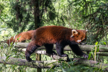 Red panda, Panda Valley, Chengdu, Sichuan province, China