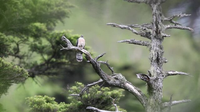 The northern hawk-cuckoo, rufous hawk-cuckoo, or Horsfield's hawk-cuckoo (Hierococcyx hyperythrus) in Japan