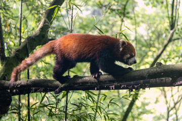 Red panda, Panda Valley, Chengdu, Sichuan province, China