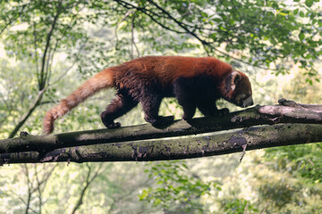 Red panda, Panda Valley, Chengdu, Sichuan province, China