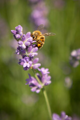 Bee on purple lavender flowers