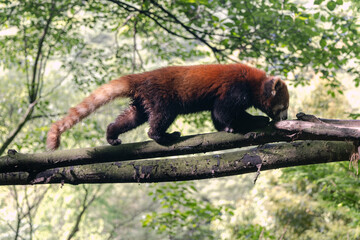 Red panda, Panda Valley, Chengdu, Sichuan province, China