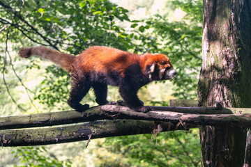 Red panda, Panda Valley, Chengdu, Sichuan province, China