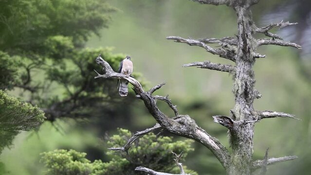 The northern hawk-cuckoo, rufous hawk-cuckoo, or Horsfield's hawk-cuckoo (Hierococcyx hyperythrus) in Japan