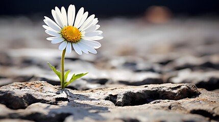 flower on the ground