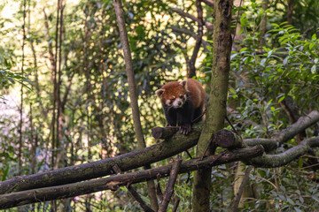 Red panda, Panda Valley, Chengdu, Sichuan province, China