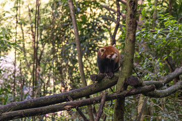 Red panda, Panda Valley, Chengdu, Sichuan province, China