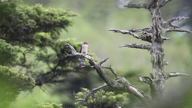 The northern hawk-cuckoo, rufous hawk-cuckoo, or Horsfield's hawk-cuckoo (Hierococcyx hyperythrus) in Japan