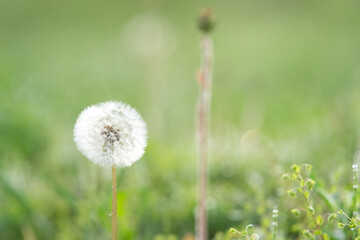 たんぽぽの綿帽子