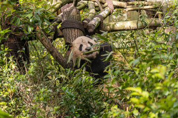 Giant panda, Panda Valley, Chengdu, Sichuan province, China