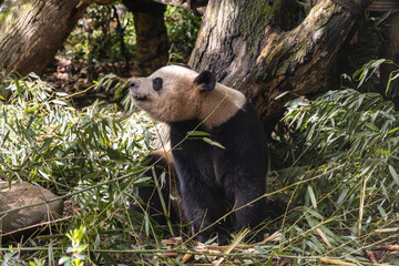 Giant panda, Panda Valley, Chengdu, Sichuan province, China