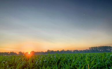 A new day begins as the sun crests the horizon, its rays piercing through the mist to bathe a...