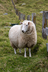 Sheep by a Wooden Fence - Tauranga, New Zealand