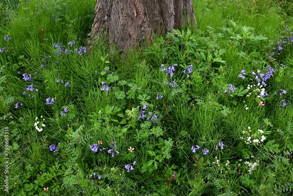 Poster english bluebell flowers. asparagaceae perennial bulbous plants. hanging tubular blue flowers bloom 