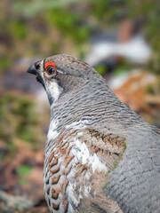 Portrait of a male of hazel grouse (sometimes called the hazel hen) in the spring forest. Forest birds in natural conditions.