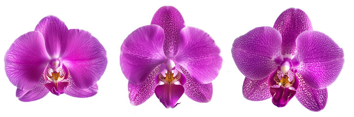 Beautiful purple orchid (dendrobium bigibbum) or Anggrek Larat, bright purple color from the Larat region, Maluku Indonesia.