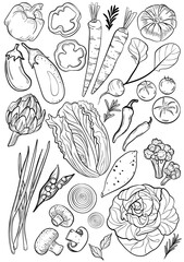 Vegetable on white background. Hand-drawn vector illustration. Drawing in black and white isolated background.