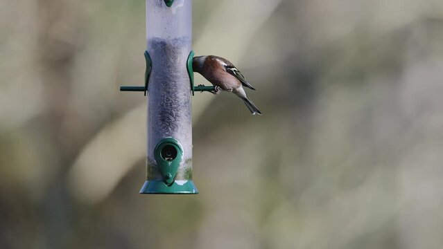 Chaffinch, Fringilla coelebs and Tits on a feeder in the forest