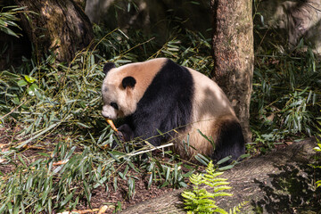 Giant panda, Panda Valley, Chengdu, Sichuan province, China