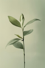 A single plant in its natural habitat, surrounded by negative space to draw attention to its beauty and simplicity. 