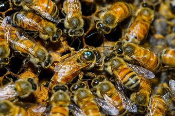 Queen bee in a hive surrounded by many bees.