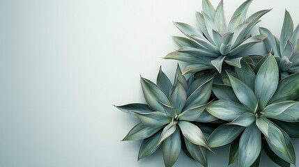 A top view of Agaves a herb or medicine on a studio white backdrop with a big space on it for text or product background, Generative AI.