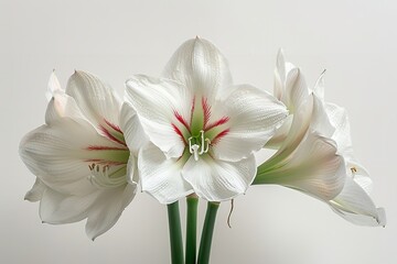 A combination of white amaryllis blooms in blossoming phase set over a white setting visually impactful budding and space, Generative AI. - obrazy, fototapety, plakaty