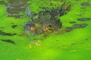 A pair of crocodile eyes could be seen lurking in the swamp