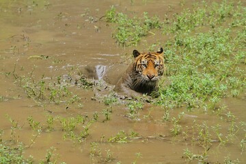 a Sumatran tiger soaking in a water hole during the day