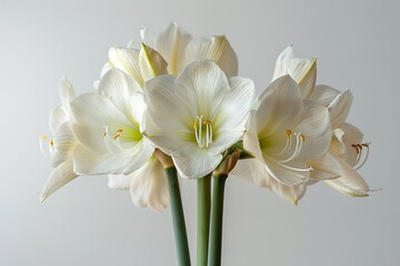 A combination of white amaryllis blooms in blossoming phase set over a white setting visually impactful budding and space, Generative AI.